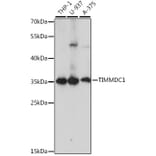 Western Blot - Anti-TIMMDC1/C3orf1 Antibody (A89250) - Antibodies.com