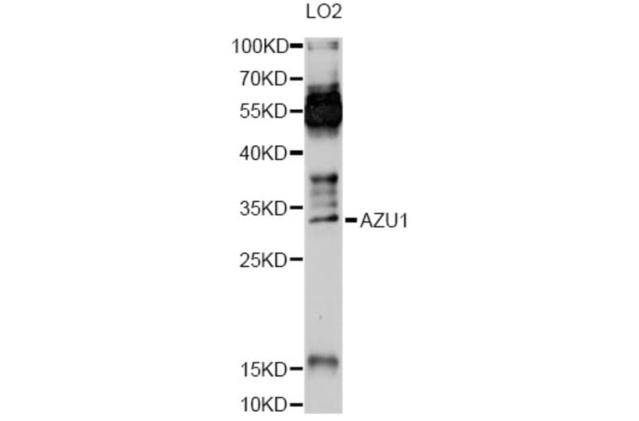 Western Blot - Anti-AZU1 Antibody (A13952) - Antibodies.com