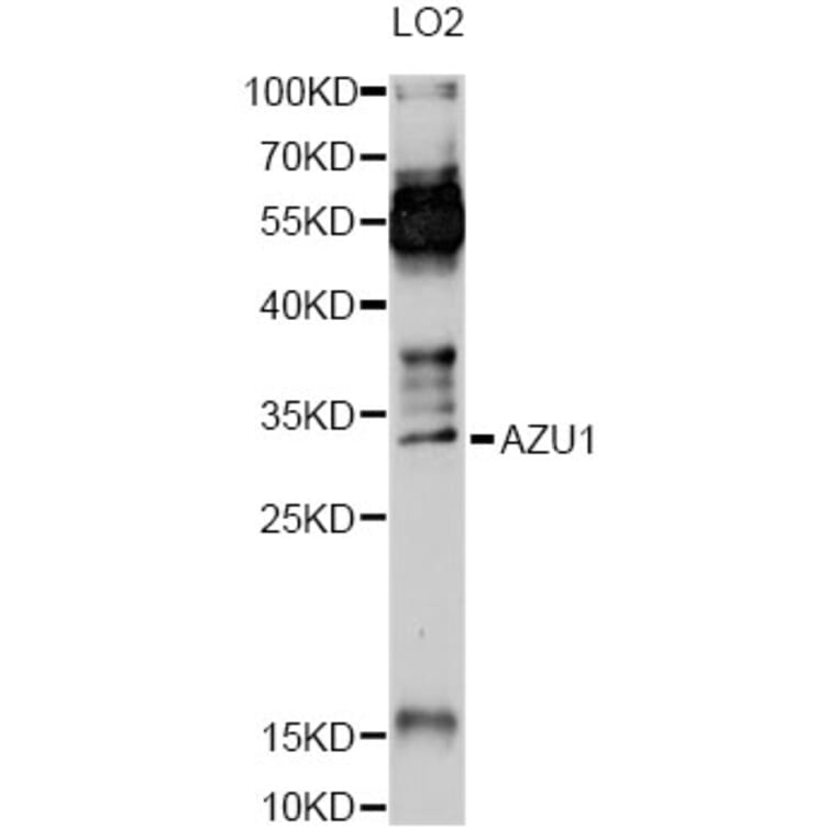 Western Blot - Anti-AZU1 Antibody (A13952) - Antibodies.com