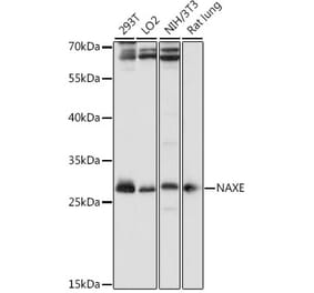 Western Blot - Anti-APOA1BP Antibody (A89254) - Antibodies.com