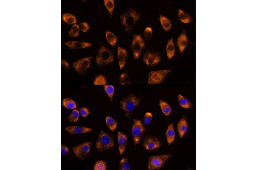 Immunofluorescence - Anti-DUSP15 Antibody (A89256) - Antibodies.com