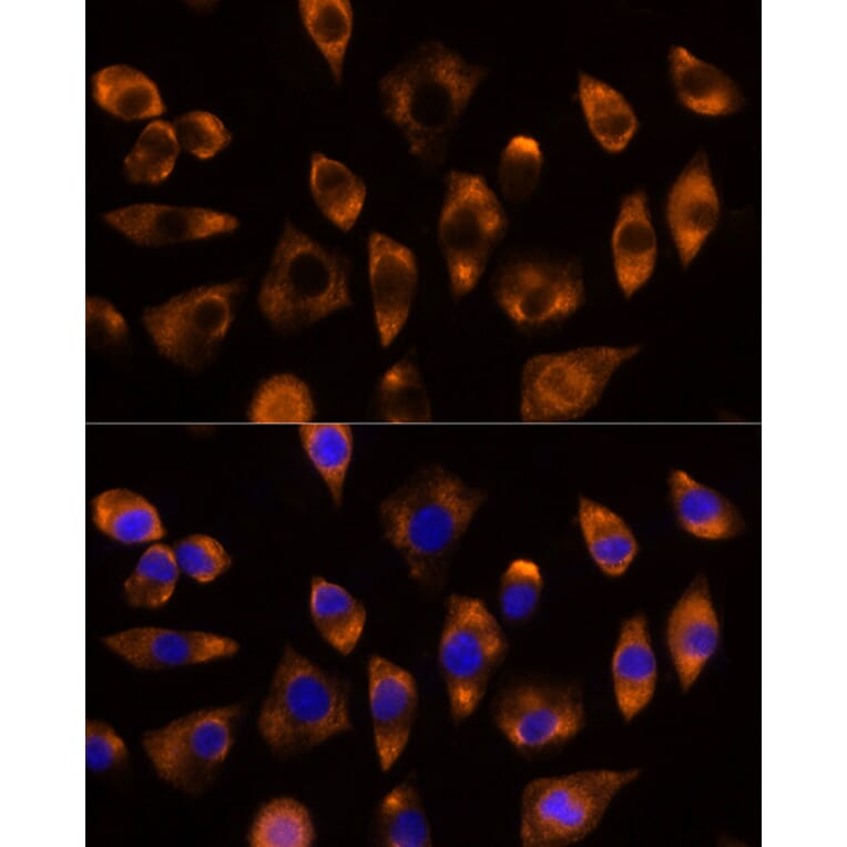 Immunofluorescence - Anti-DUSP15 Antibody (A89256) - Antibodies.com