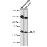 Western Blot - Anti-PDXP Antibody (A89257) - Antibodies.com