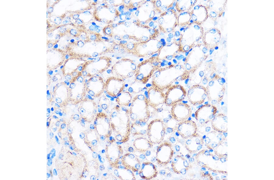 Immunohistochemistry - Anti-PDXP Antibody (A89257) - Antibodies.com