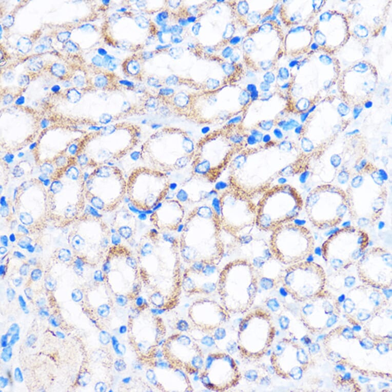 Immunohistochemistry - Anti-PDXP Antibody (A89257) - Antibodies.com