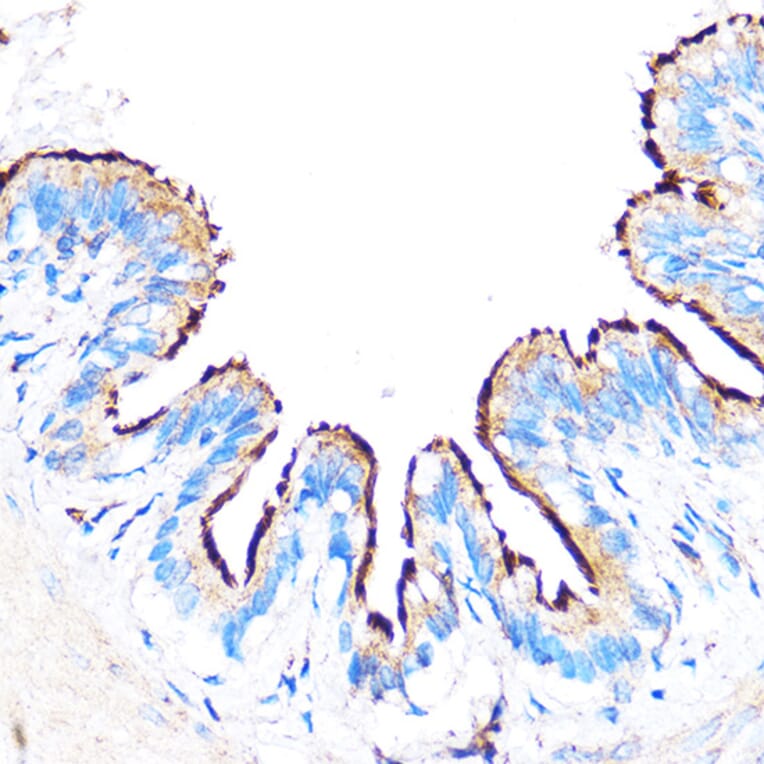 Immunohistochemistry - Anti-PDXP Antibody (A89257) - Antibodies.com