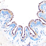 Immunohistochemistry - Anti-PDXP Antibody (A89257) - Antibodies.com