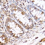 Immunohistochemistry - Anti-PDXP Antibody (A89257) - Antibodies.com