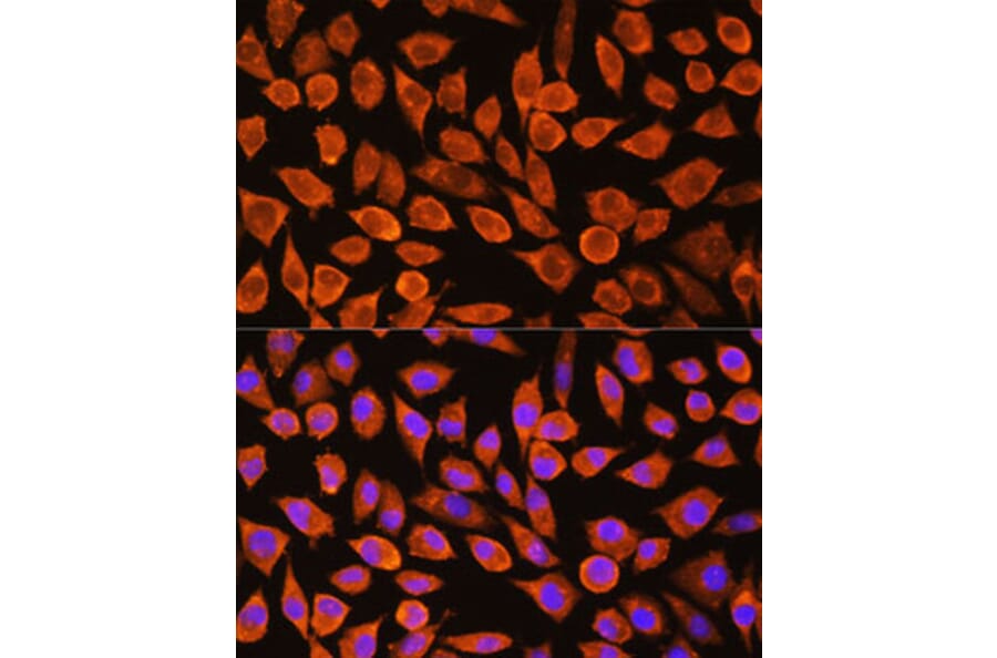 Immunofluorescence - Anti-PDXP Antibody (A89257) - Antibodies.com
