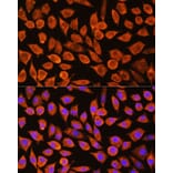 Immunofluorescence - Anti-PDXP Antibody (A89257) - Antibodies.com