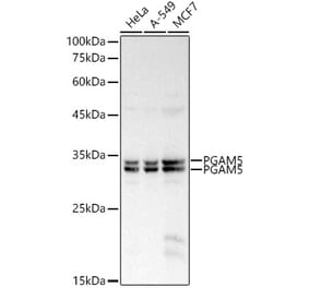 Western Blot - Anti-PGAM5 Antibody (A89258) - Antibodies.com