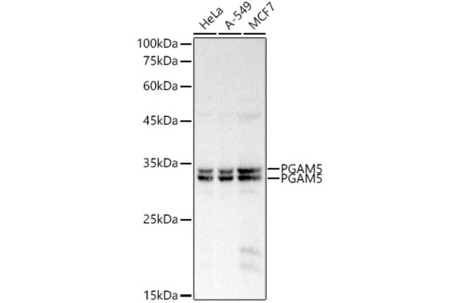 Western Blot - Anti-PGAM5 Antibody (A89258) - Antibodies.com
