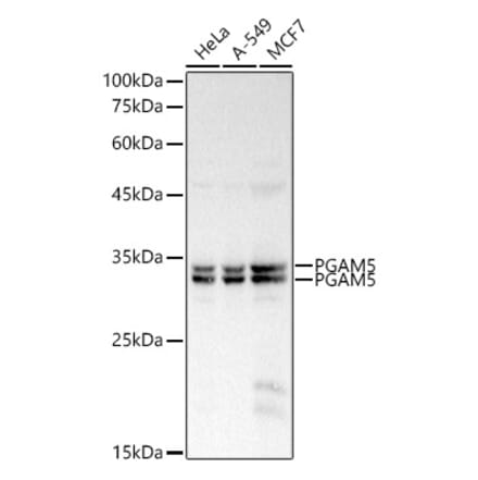 Western Blot - Anti-PGAM5 Antibody (A89258) - Antibodies.com