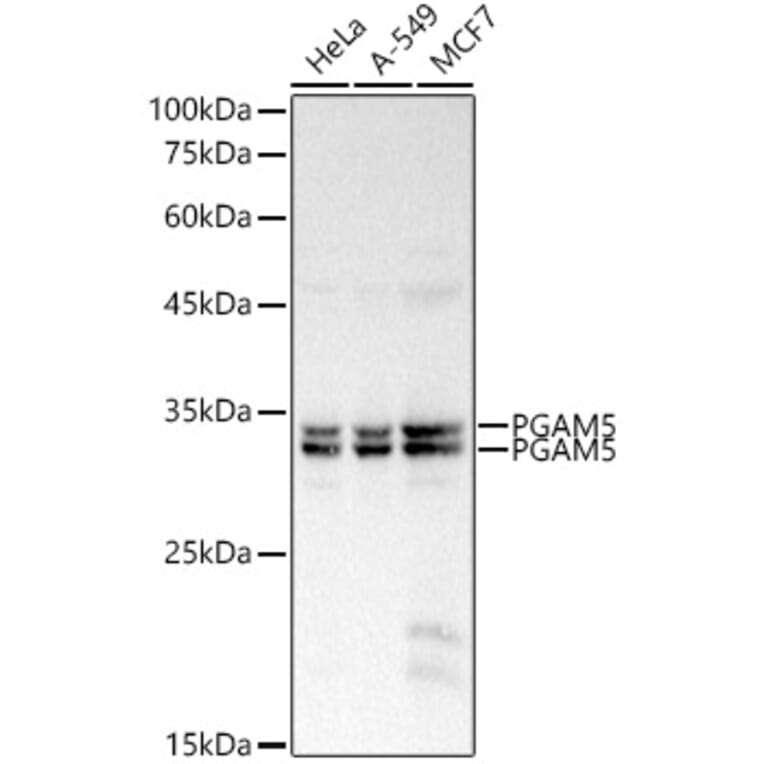 Western Blot - Anti-PGAM5 Antibody (A89258) - Antibodies.com