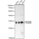 Western Blot - Anti-PGAM5 Antibody (A89258) - Antibodies.com
