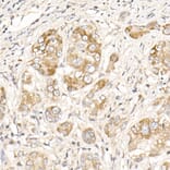 Immunohistochemistry - Anti-PGAM5 Antibody (A89258) - Antibodies.com