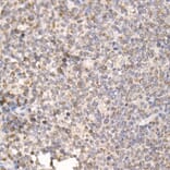 Immunohistochemistry - Anti-PGAM5 Antibody (A89258) - Antibodies.com