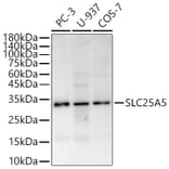 Western Blot - Anti-Adenine Nucleotide Translocator 2/ANT 2 Antibody (A89260) - Antibodies.com