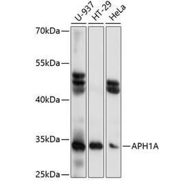 Western Blot - Anti-APH1A Antibody (A89261) - Antibodies.com