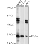 Western Blot - Anti-APH1A Antibody (A89261) - Antibodies.com