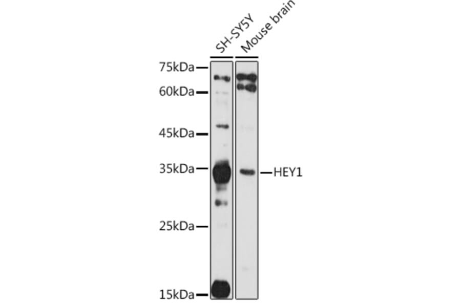 Western Blot - Anti-HEY1 Antibody (A89263) - Antibodies.com