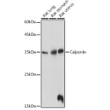 Western Blot - Anti-Calponin 1 Antibody (A89264) - Antibodies.com