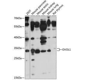 Western Blot - Anti-OVOL1 Antibody (A89266) - Antibodies.com