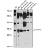 Western Blot - Anti-OVOL1 Antibody (A89266) - Antibodies.com