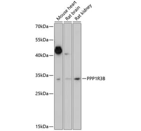 Western Blot - Anti-PPP1R3B Antibody (A89267) - Antibodies.com