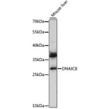 Western Blot - Anti-DjC8 Antibody (A89269) - Antibodies.com