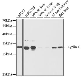 Western Blot - Anti-Cyclin C Antibody (A89270) - Antibodies.com