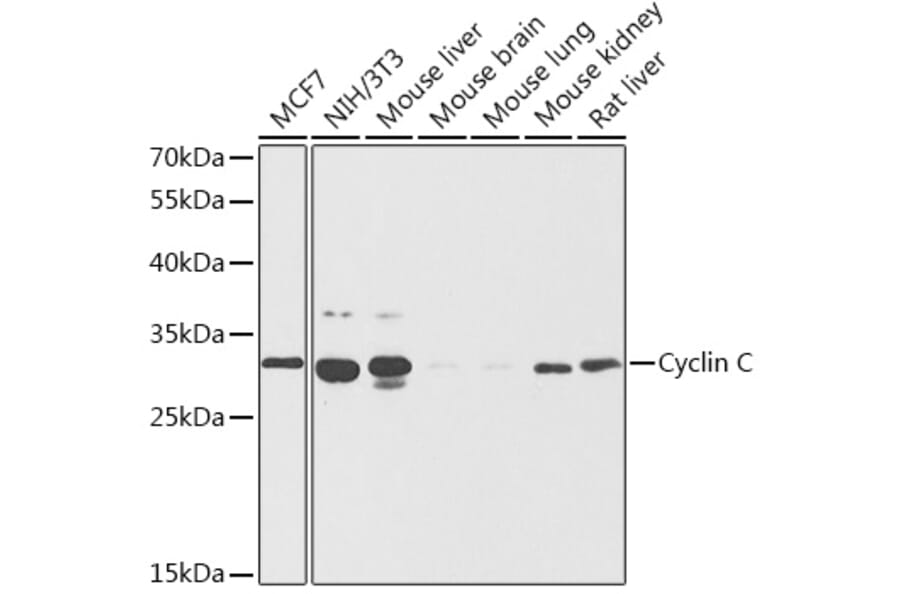 Western Blot - Anti-Cyclin C Antibody (A89270) - Antibodies.com