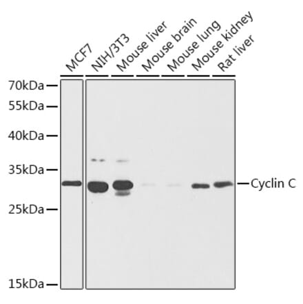 Western Blot - Anti-Cyclin C Antibody (A89270) - Antibodies.com