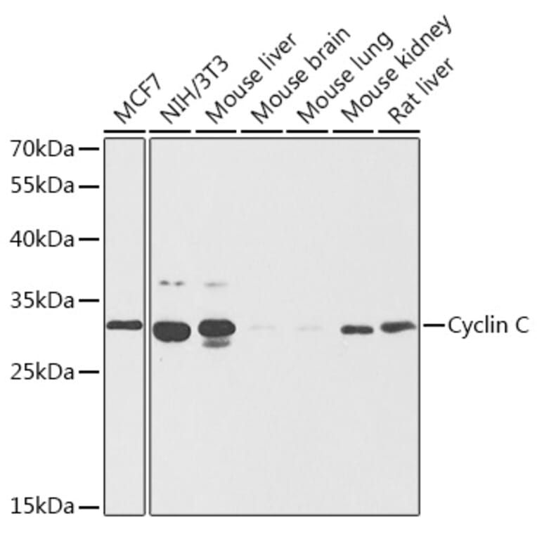 Western Blot - Anti-Cyclin C Antibody (A89270) - Antibodies.com