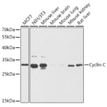 Western Blot - Anti-Cyclin C Antibody (A89270) - Antibodies.com