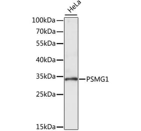 Western Blot - Anti-PSMG1 Antibody (A89271) - Antibodies.com