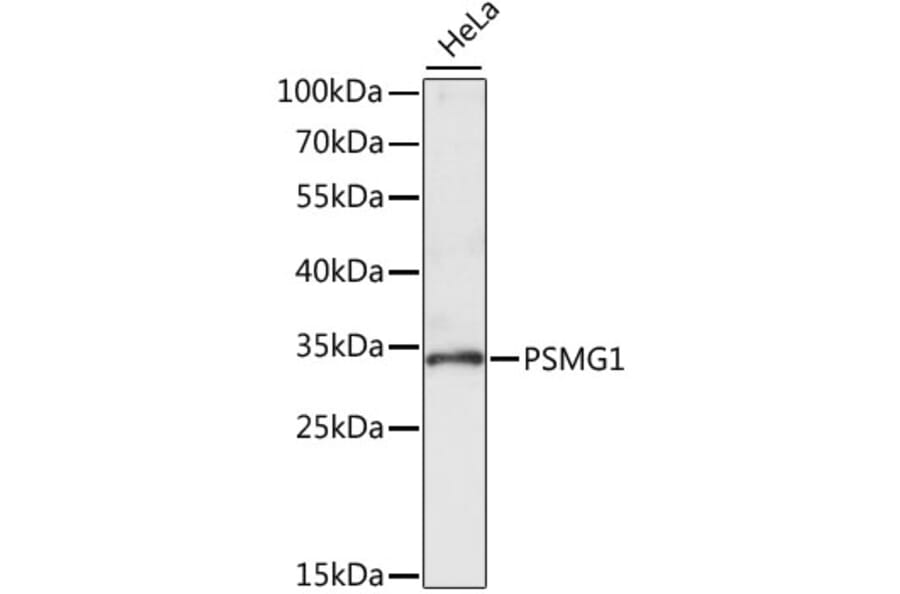 Western Blot - Anti-PSMG1 Antibody (A89271) - Antibodies.com