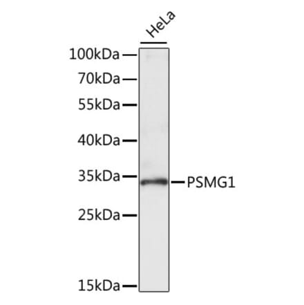 Western Blot - Anti-PSMG1 Antibody (A89271) - Antibodies.com