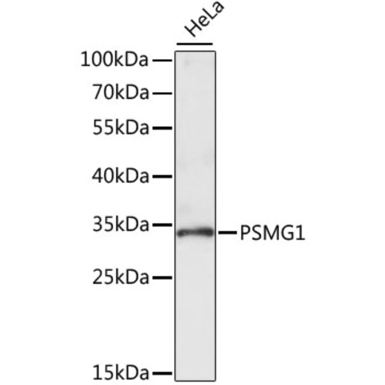 Western Blot - Anti-PSMG1 Antibody (A89271) - Antibodies.com