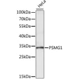 Western Blot - Anti-PSMG1 Antibody (A89271) - Antibodies.com