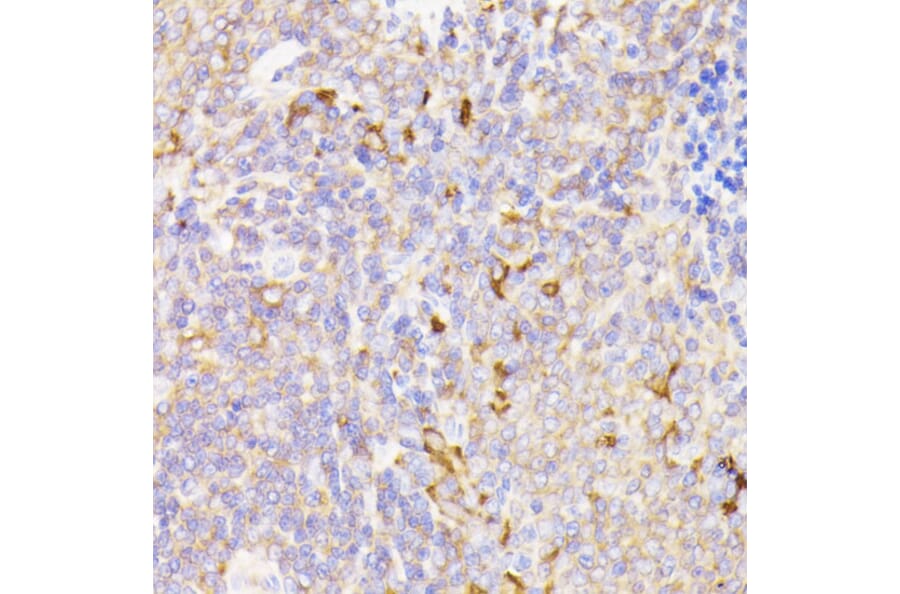Immunohistochemistry - Anti-PSMG1 Antibody (A89271) - Antibodies.com