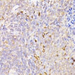 Immunohistochemistry - Anti-PSMG1 Antibody (A89271) - Antibodies.com