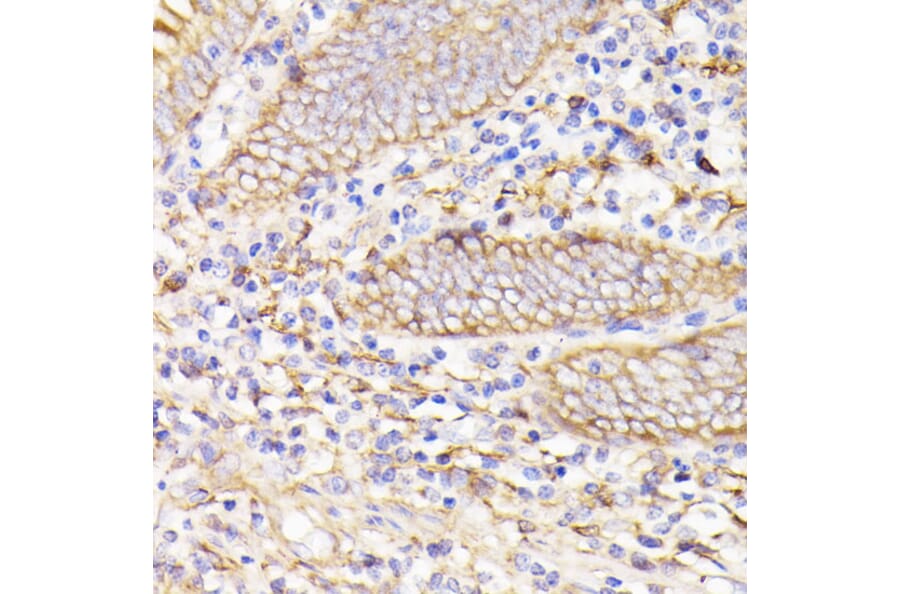 Immunohistochemistry - Anti-PSMG1 Antibody (A89271) - Antibodies.com
