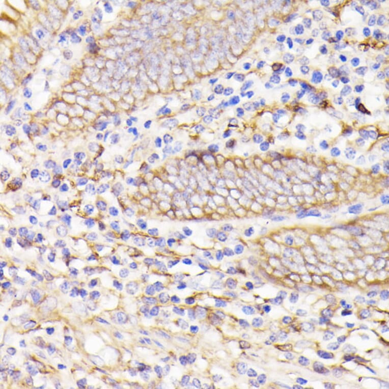 Immunohistochemistry - Anti-PSMG1 Antibody (A89271) - Antibodies.com
