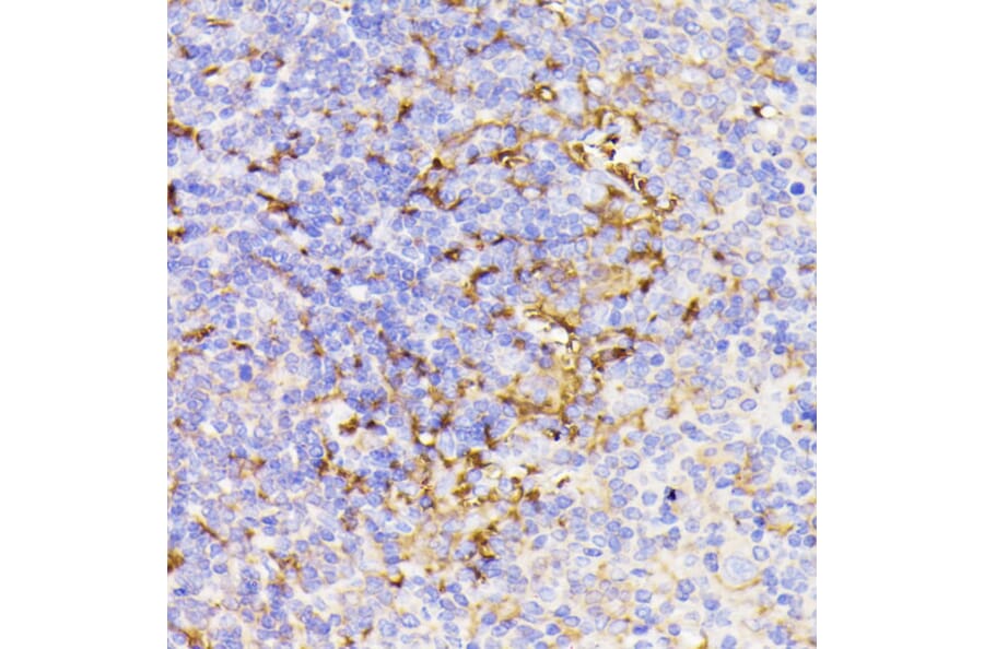 Immunohistochemistry - Anti-PSMG1 Antibody (A89271) - Antibodies.com