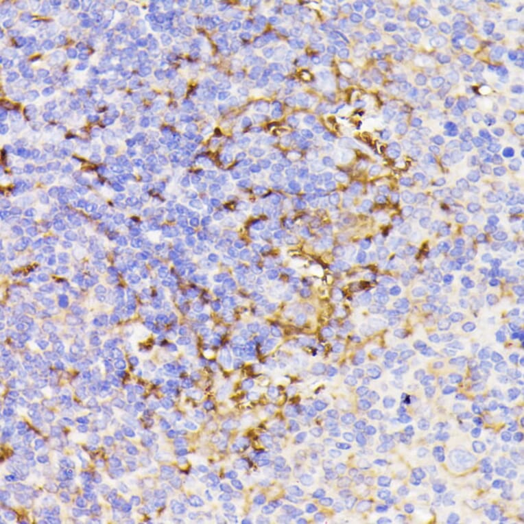 Immunohistochemistry - Anti-PSMG1 Antibody (A89271) - Antibodies.com