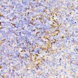 Immunohistochemistry - Anti-PSMG1 Antibody (A89271) - Antibodies.com