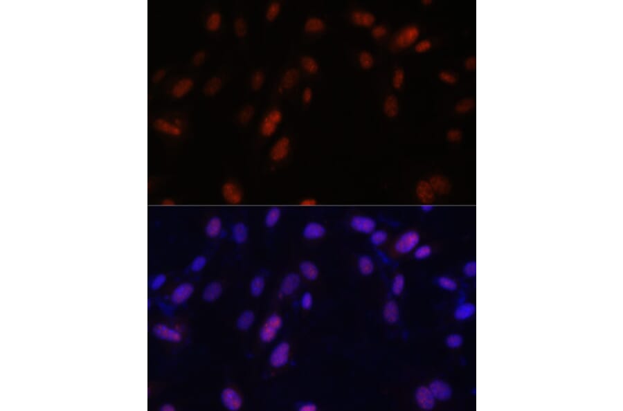 Immunofluorescence - Anti-ZNF346 Antibody (A13406) - Antibodies.com