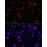 Immunofluorescence - Anti-ZNF346 Antibody (A13406) - Antibodies.com