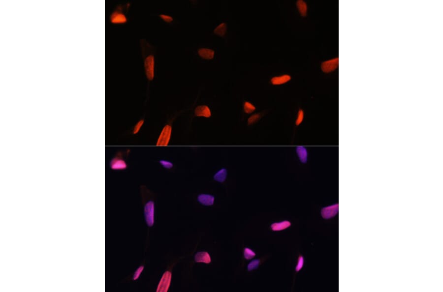 Immunofluorescence - Anti-ZNF346 Antibody (A13406) - Antibodies.com